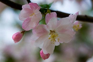 奇游加速器618超级福利日，史低折扣来袭，每天只需5毛钱